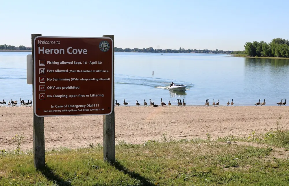 Geese along the sandy shore of Boyd Lake at Heron Cove
